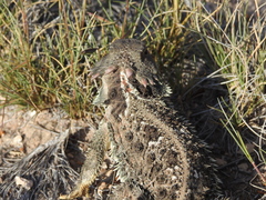 Phrynosoma orbiculare