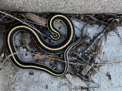 Thamnophis elegans elegans