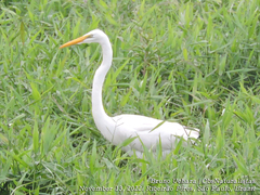 Ardea alba