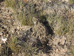 Phrynosoma orbiculare