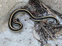 Thamnophis elegans elegans