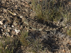 Phrynosoma orbiculare