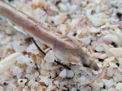 Bascanichthys bascanium