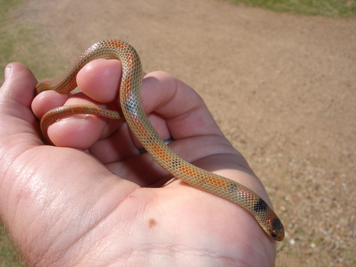 Ground Snake, Sonora episcopa