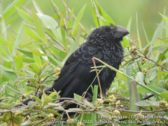Crotophaga ani