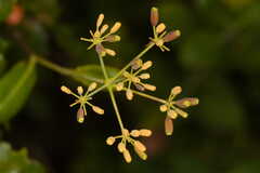 Bupleurum fruticosum
