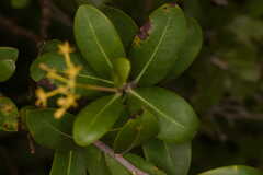 Bupleurum fruticosum