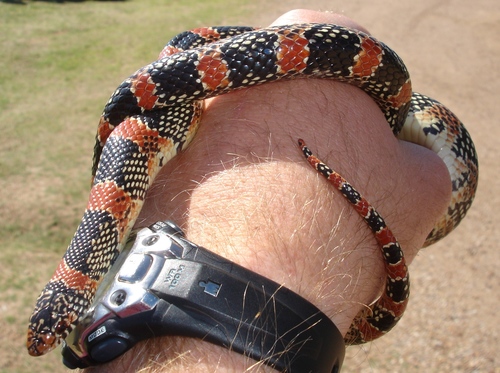 Rhinocheilus lecontei