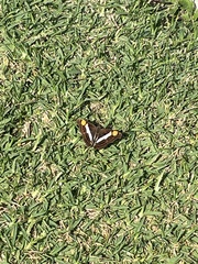 Doxocopa laure laure