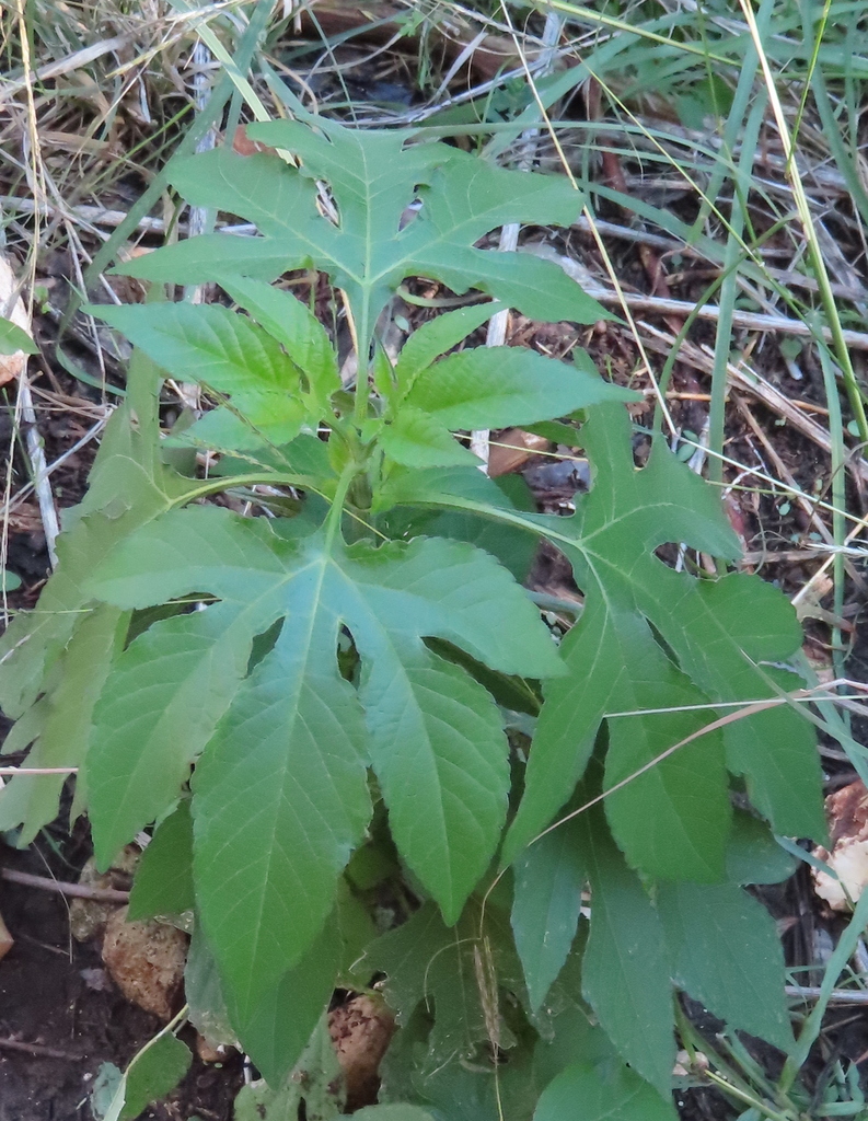 giant ragweed from Williamson County, TX, USA on November 13, 2022 at ...