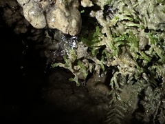 Cryptomitrium tenerum