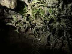 Cryptomitrium tenerum