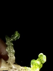 Cryptomitrium tenerum