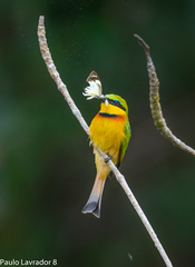 Merops pusillus