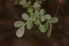 Coronilla valentina glauca