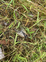 Macrotristria angularis