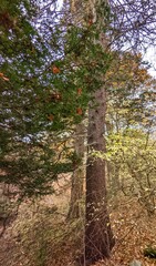 Picea pungens