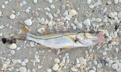 Centropomus undecimalis