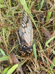 Macrotristria angularis