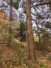 Juniperus virginiana