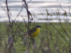 Motacilla flava cinereocapilla