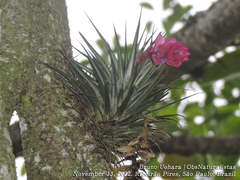 Tillandsia stricta