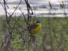 Motacilla flava cinereocapilla