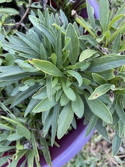 Coreopsis lanceolata