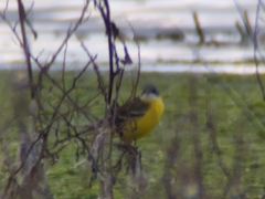 Motacilla flava cinereocapilla