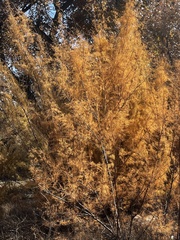 Tamarix