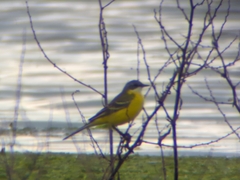 Motacilla flava cinereocapilla