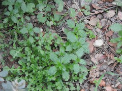 Centaurea melitensis