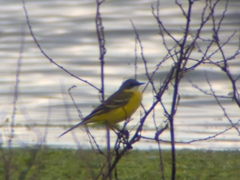 Motacilla flava cinereocapilla