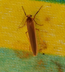 Sozusa scutellata