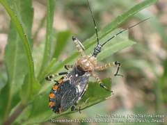 Pyrrhosphodrus militaris