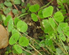 Medicago arabica