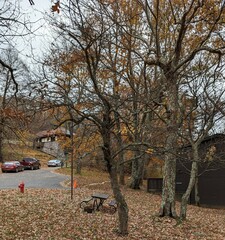 Crataegus flabellata
