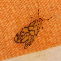 Tumicla sagenaria