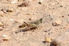 Chortoicetes terminifera