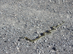 Thamnophis cyrtopsis cyrtopsis