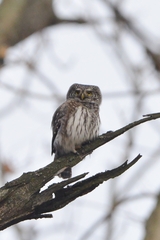 Glaucidium passerinum