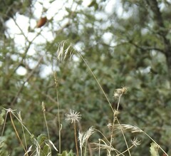 Centaurea melitensis