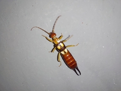 Forficula smyrnensis