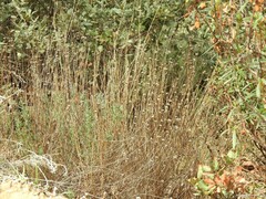 Santolina rosmarinifolia