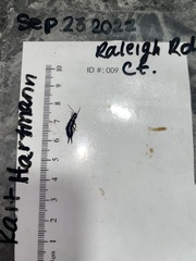 Euborellia annulipes