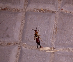 Forficula smyrnensis