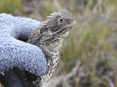 Phrynosoma orbiculare