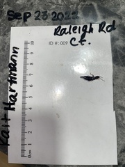 Euborellia annulipes