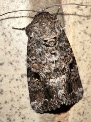 Noctuoidea