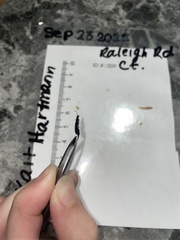 Euborellia annulipes